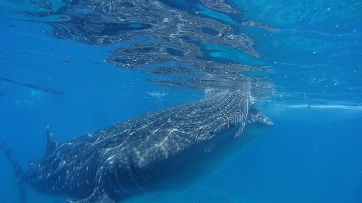 セブ島 ジンベイザメ